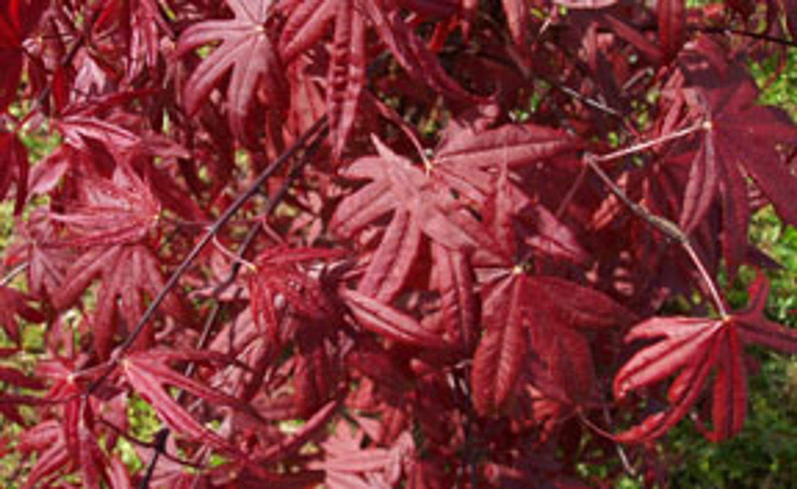 japanese red maple