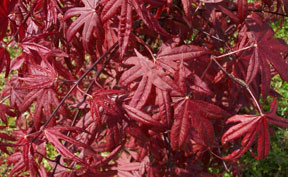 Acer palmatum 'Moonfire' Red Leaf Japanese Maple Kigi Nursery