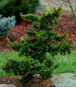 Green Knight Miniature Cedar of Lebanon