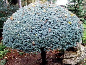 Lollipop Globe Blue Spruce Lollipop Globe Blue Spruce