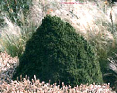 Picea glauca 'Alberta Globe' Miniature White Spruce