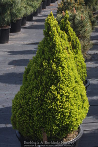 Picea glauca Gnome Miniature Alberta Spruce