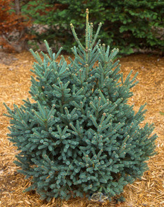 Picea mariana Blue Tear Drop Dwarf Black Spruce