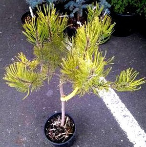 Pinus mugo 'Aurea' on standard
