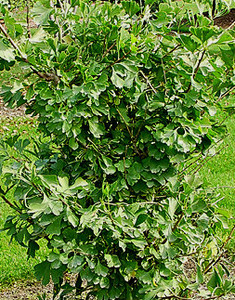 Ginkgo biloba Thelma Dwarf Maidenhair Tree Ginkgo biloba Thelma Dwarf Maidenhair Tree