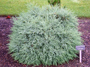 Cham lawsoniana Duncanii Duncan's Port Orford Cedar Lawsons Cypress