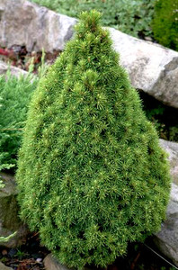 Picea glauca 'Laurin' Miniature Alberta Spruce