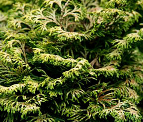 Golden Nymph  Dwarf Japanese Hinoki Cypress