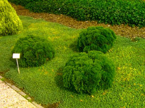 Dwarf Eastern Arborvitae