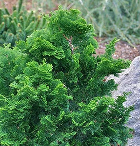 Miniature Japanese Hinoki Cypress Flabelliformis