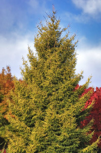 Skylands Oriental Spruce Skylands Oriental Spruce