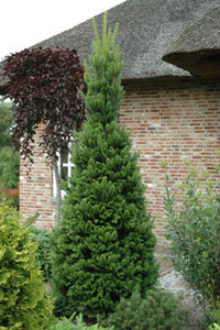 Abies alba ' Pendula ' Weeping Silver Fir - Kigi Nursery