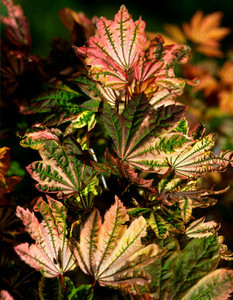Sunny Sister Vine Maple