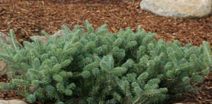 Dwarf Spreading Korean Fir