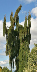 Weeping Giant Sequoia