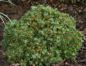 Picea abies Jessy Miniature Alberta Spruce
