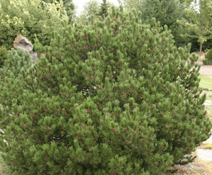 Spaan's Dwarf Shore Pine Spaan's Dwarf Shore Pine