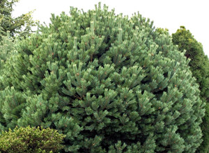 Pinus sylvestris Glauca Nana Blue Scot's Pine Pinus sylvestris Glauca Nana Blue Scot's Pine