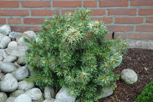 Pinus parviflora Tani mano uki Dwarf Japanese White Pine