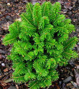 Abies alba ' Pectinana Compacta '