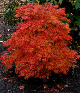 Acer japonicum Fairy Lights Fullmoon Maple