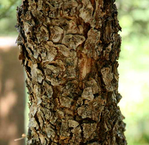 cork bark elm tree