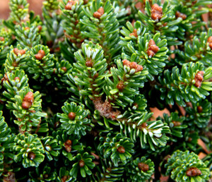 Abies koreana Silberperle Miniature Korean Fir Abies koreana Silberperle Miniature Korean Fir