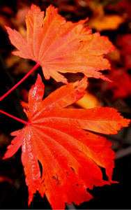 Acer japonicum Emmett's Pumpkin Fullmoon Maple Tree