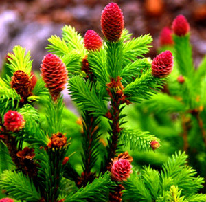 Picea abies Pusch Dwarf Norway Spruce