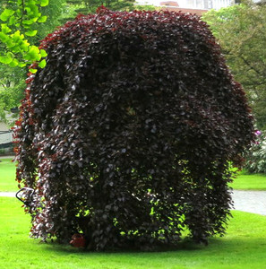 Fagus sylvatica Purpurea Pendula Weeping Purple Beech Tree Fagus sylvatica Purpurea Pendula Weeping Purple Beech Tree