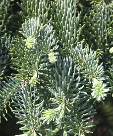Abies procera La Graciosa Blue Weeping Noble Fir