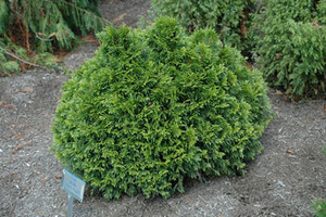 Thuja plicata Grune Kugel Dwarf Western Red Cedar Thuja plicata Grune Kugel Dwarf Western Red Cedar