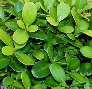 Buxus microphylla ' Morris Midget ' Miniature Japanese Boxwood