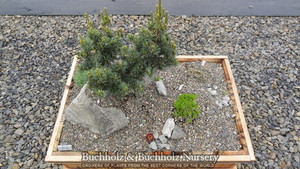 Pinus parviflora ' Zuisho ' Dwarf Japanese White Pine