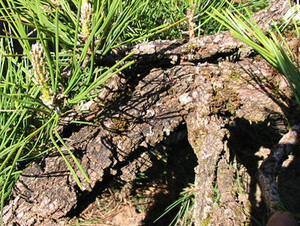 Pinus thunbergiana 'Ondai' Dwarf Japanese Black Pine - Kigi Nursery