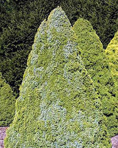 Picea glauca Sander's Blue Dwarf Alberta Spruce