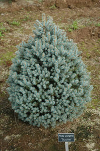 Picea pungens Scottie Dwarf Blue Spruce Picea pungens Scottie Dwarf Blue Spruce