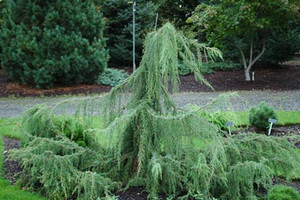 Juniperus communis ' Horstmann ' Weeping Common Juniper
