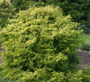 Chamaecyparis obtusa Lemon Twist Dwarf Bright Yellow Hinoki Cypress