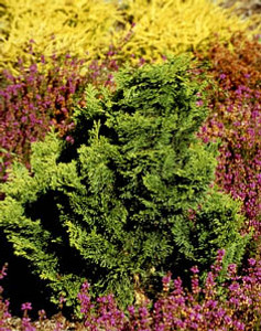 Chamaecyparis obtusa ' Nana Gracilis ' Dwarf Hinoki Cypress Chamaecyparis obtusa ' Nana Gracilis ' Dwarf Hinoki Cypress