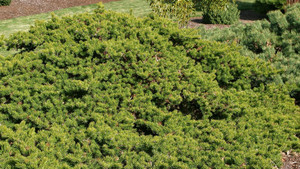 Pinus banksiana Schoodic Dwarf Jack Pine Pinus banksiana Schoodic Dwarf Jack Pine