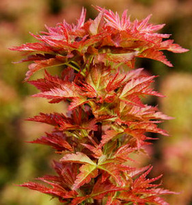 Goshiki kotohime Japanese Maple Tree
