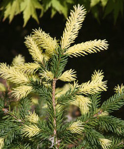 Picea abies Perry's Gold Golden Dwarf Norway Spruce