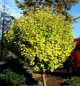 Ginkgo biloba Tschi tschi Dwarf Maidenhair Tree