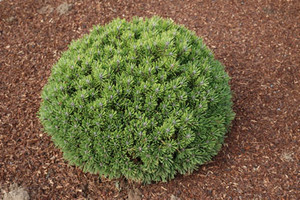 Pinus uncinata Hnijdo Miniature Mountain Pine