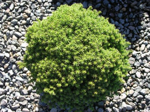Cryptomeria japonica Compressa Dwarf Japanese Cedar