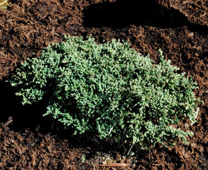 Juniperus horizontalis Blue Pygmy Miniature Creeping Juniper