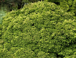 Chamaecyparis pisifera Tsukumo Miniature Sawara Cypress Chamaecyparis pisifera Tsukumo Miniature Sawara Cypress