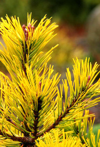 Ambergold Dwarf Golden Mugo Pine Ambergold Dwarf Golden Mugo Pine