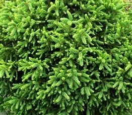 Picea rubens ' HB ' Dwarf Norway Spruce